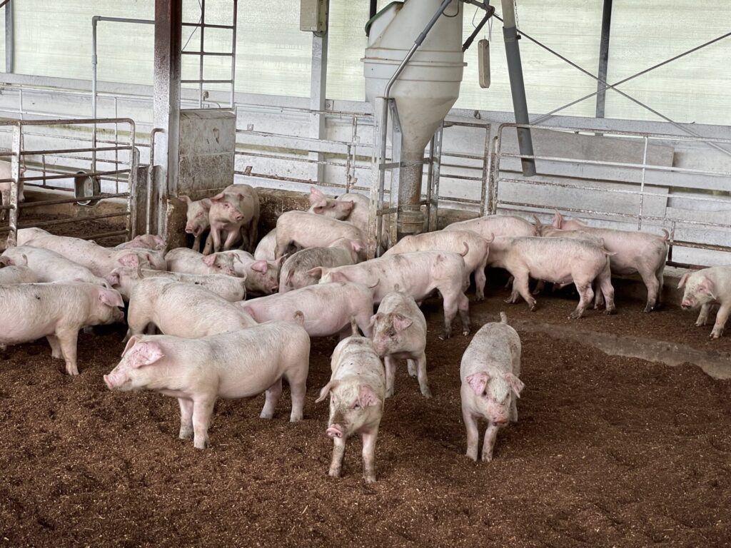 豚が育つ環境について