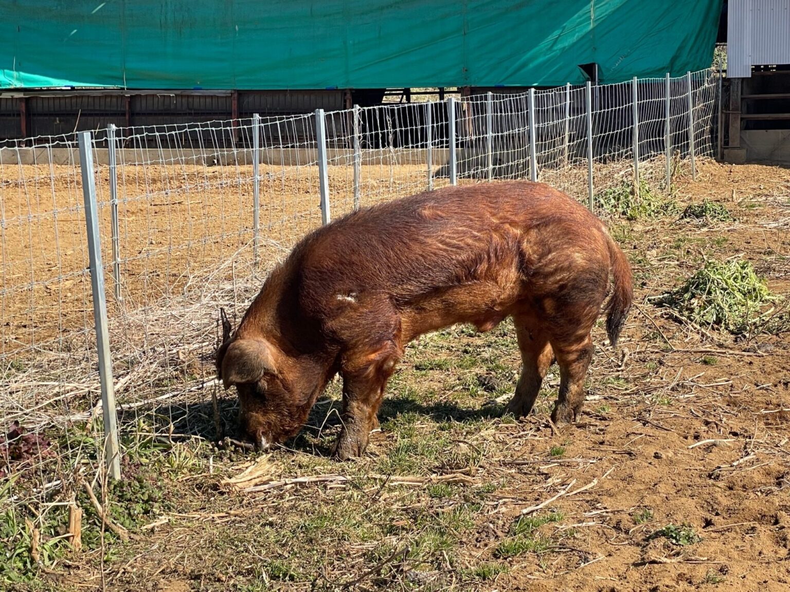 新たな豚肉の境地を開く純粋種<やまの華豚 放牧デュロック純粋種> - tonkatsu.jp表参道(トンカツ ドット ジェイピー オモテサンドウ)