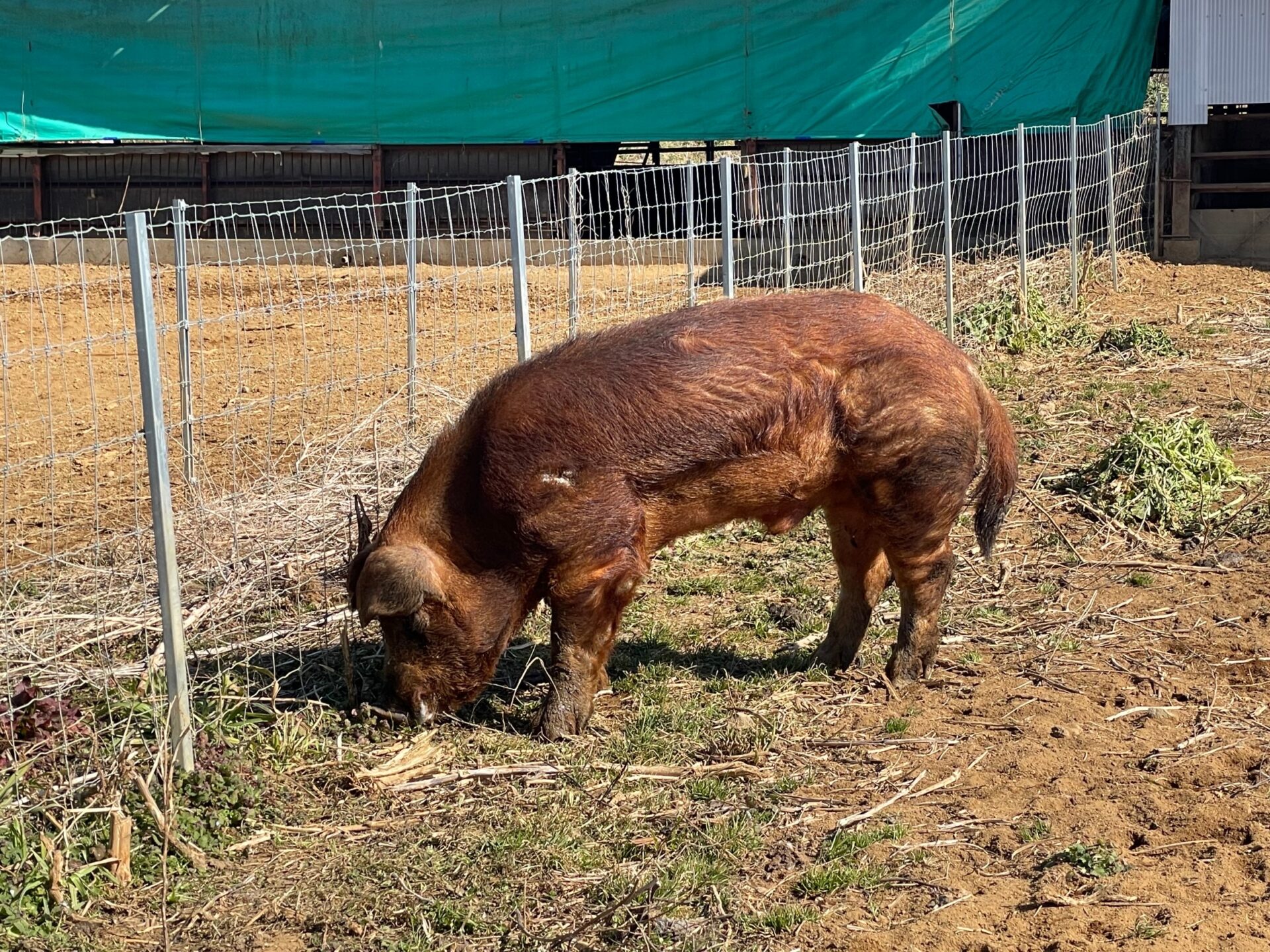 新たな豚肉の境地を開く純粋種＜やまの華豚 放牧デュロック純粋種＞ - tonkatsu.jp表参道（トンカツ ドット ジェイピー オモテサンドウ）