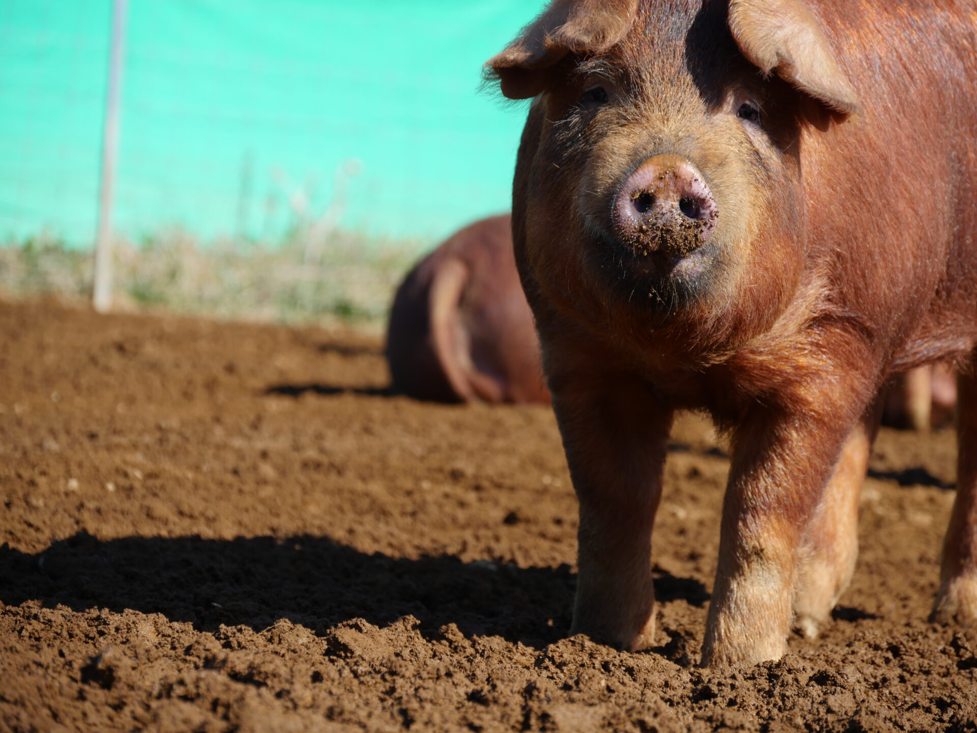 新たな豚肉の境地を開く純粋種＜やまの華豚 放牧デュロック純粋種